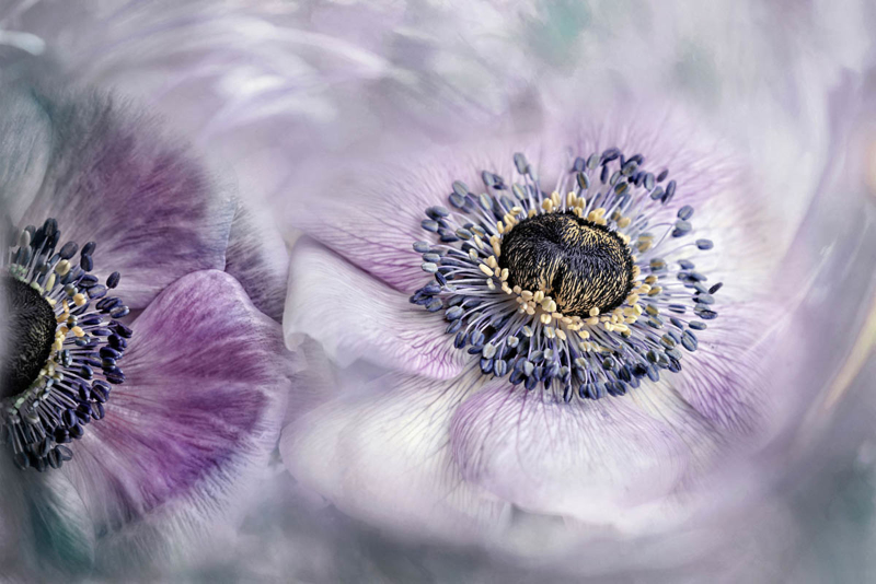 “Panta Rhei” consiguiĂł el primer puesto en esta categorĂa con esta instantánea de las flores anĂ©mona. Foto: Lizzy Petereit